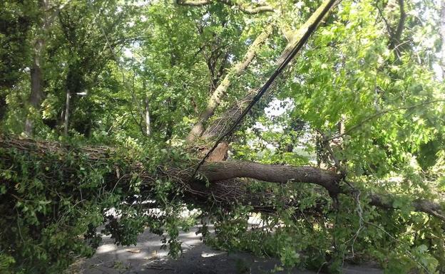 La caída de un árbol provoca el cierre de una calle en Zubieta El